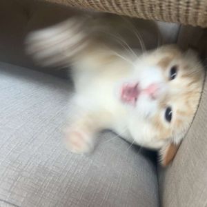 Meet your Posher, Claire